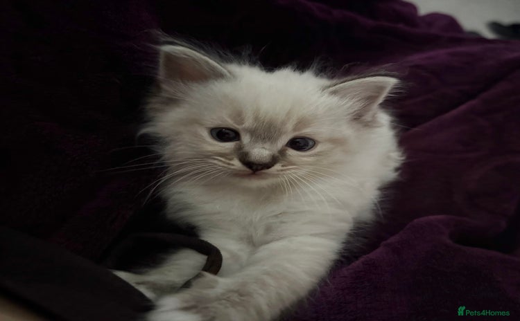 Ragdoll cats - Advert 3
