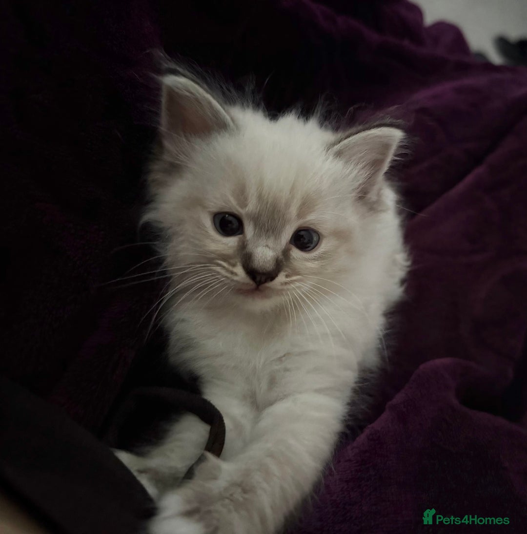 Ragdoll cats for sale: 7 beautiful seal/lynx point ragdoll kittens - Image 1