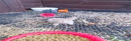 Continental Giant rabbits for sale: 6 babies ready for loving homes - Advert 6