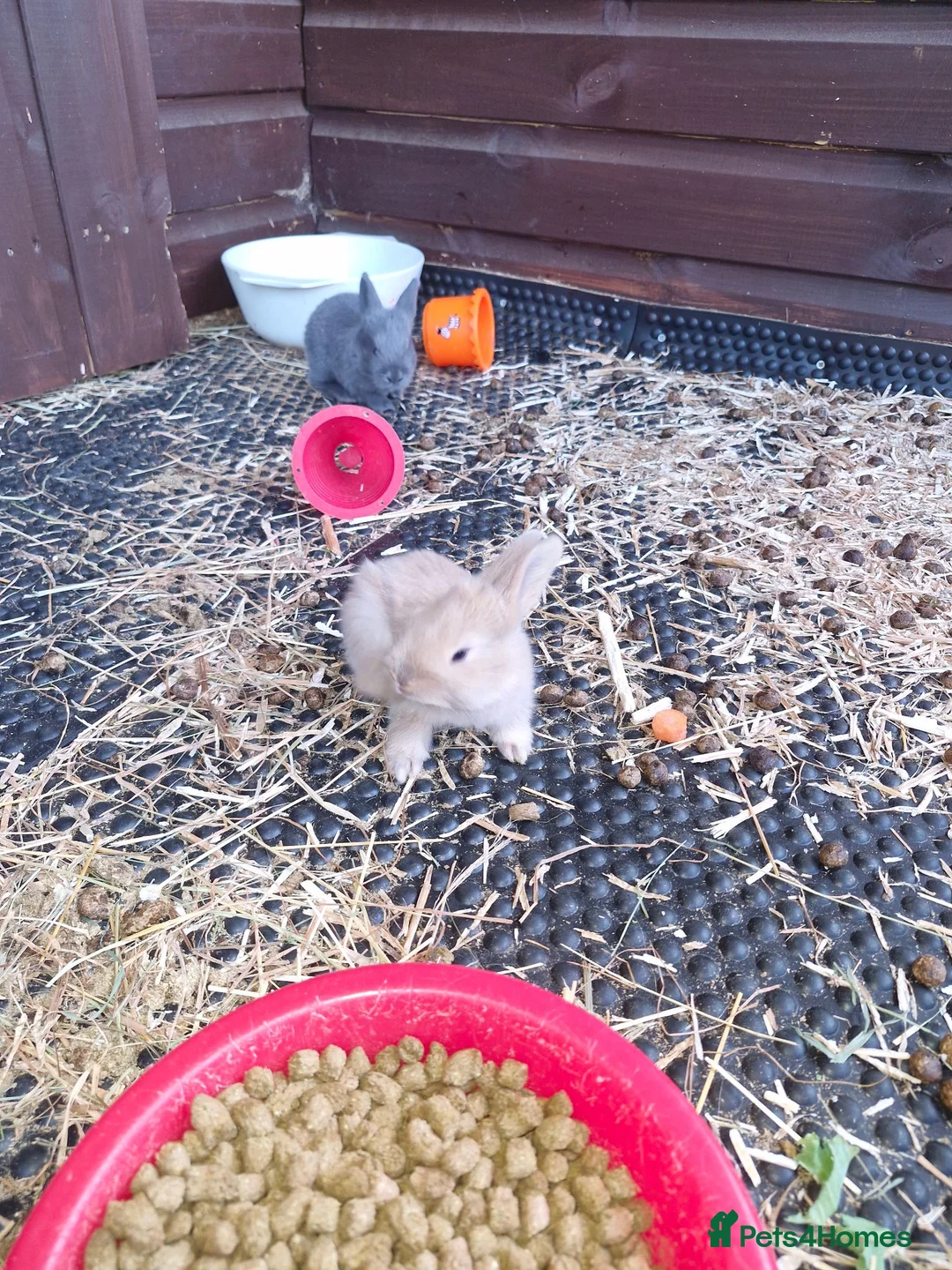 Continental Giant rabbits for sale: 6 babies ready for loving homes - Advert 6