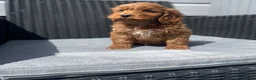 Cockapoo dogs for sale: beautiful Cockapoo ready now 😍😍 - Advert 1