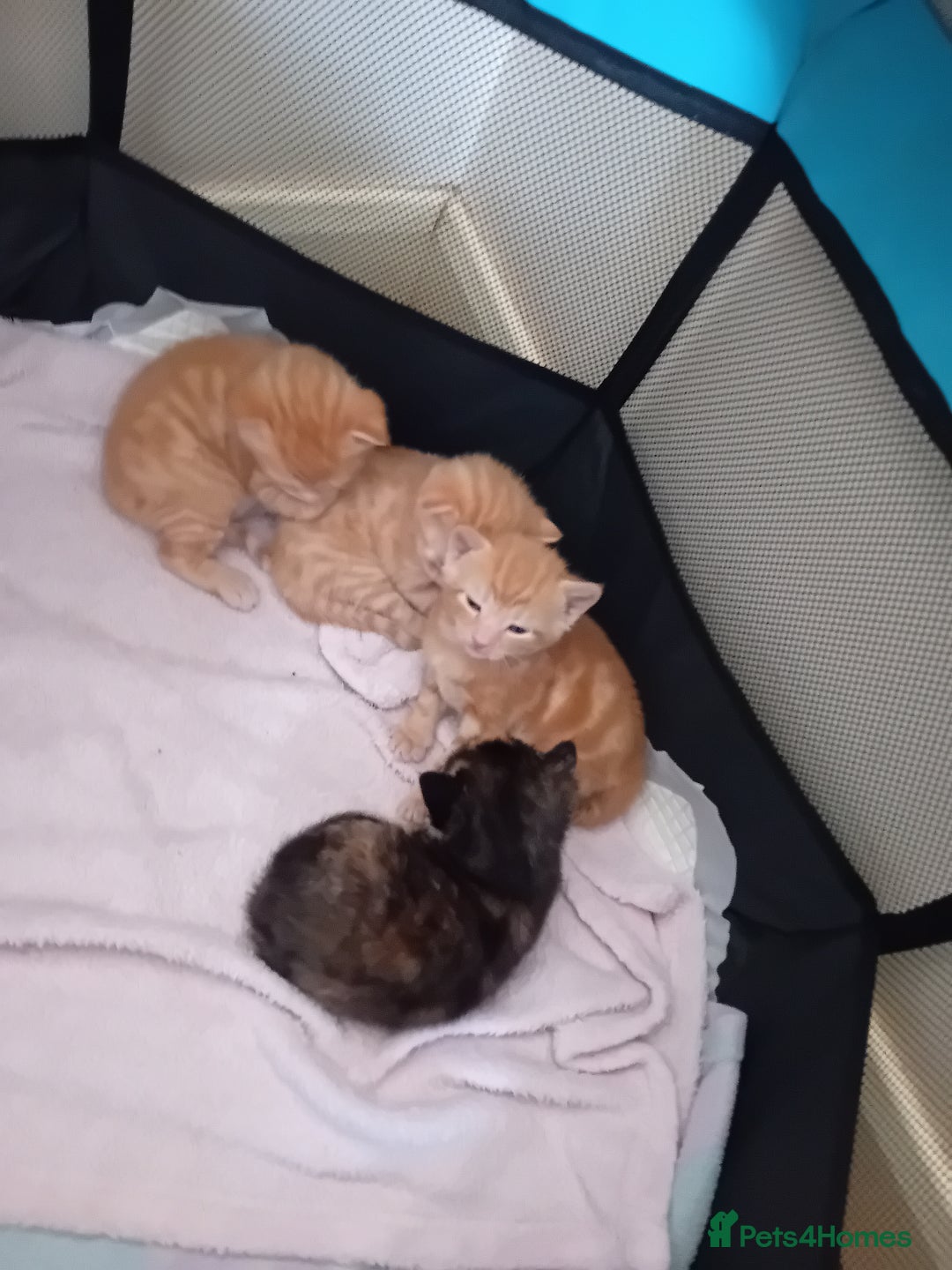 Mixed Breed cats for sale: Two male ginger kittens - Image 7