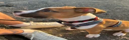 American Bulldog dogs for sale: American Bulldog male 6 month puppy in Tonypandy - Advert 10