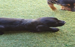 Sprocker dogs for sale: SPROCKER PUPPIES  - Image 7