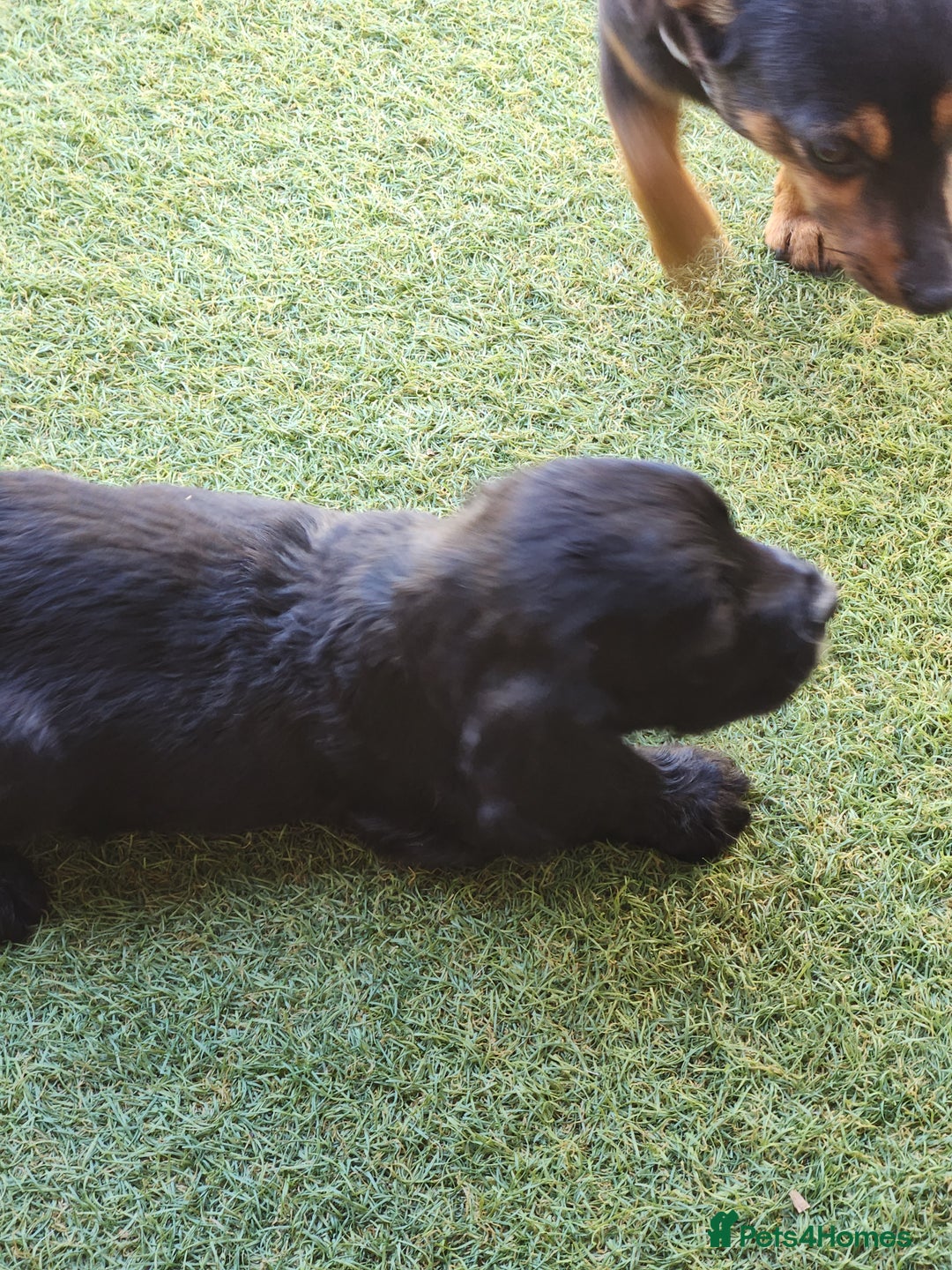 Sprocker dogs for sale: SPROCKER PUPPIES  - Image 7