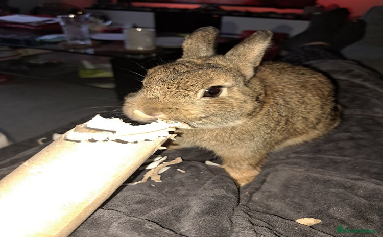 Netherland Dwarf rabbits - Advert 3