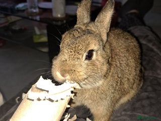 Netherland Dwarf rabbits - Advert 8