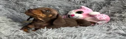Miniature Dachshund dogs for sale: KC reg, PRA Clear Beautiful Natured Pups - Advert 5