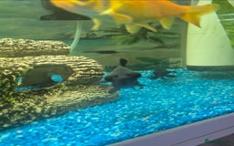 Fancy Goldfish fish for sale: x5 beautiful goldfish  - Image 2