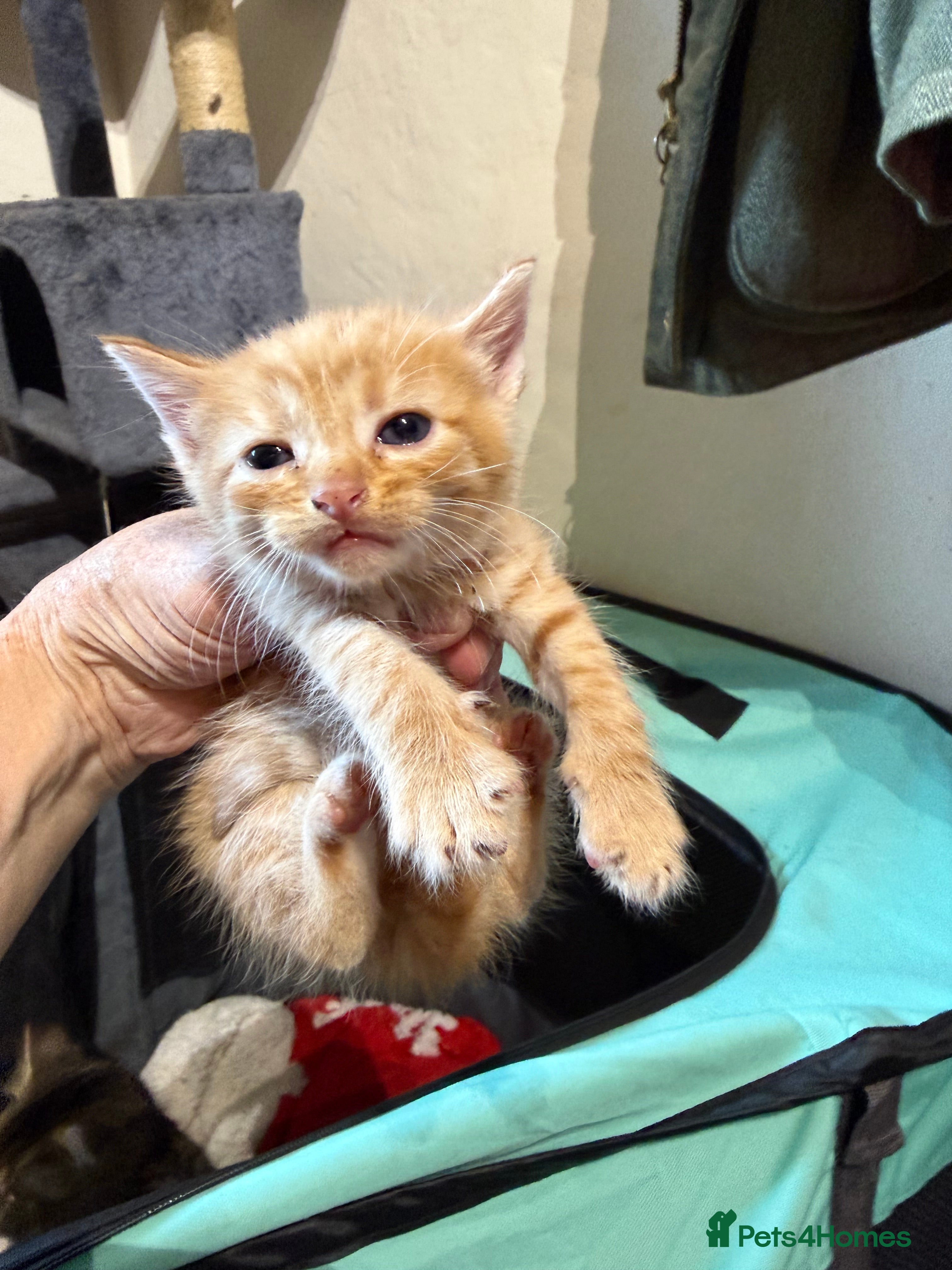 Maine Coon Kitten 2
