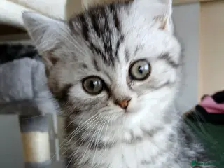 British Shorthair cats Bsh .Silver Classic Tabby. GCCF. - Advert 2