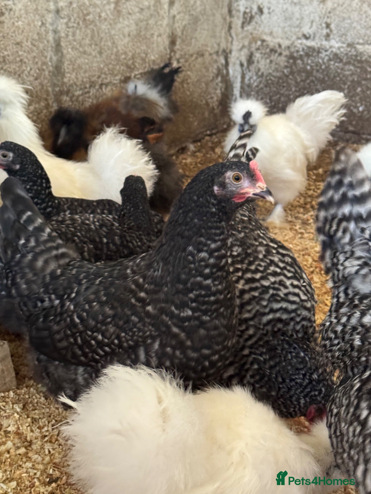 Chickens poultry Cuckoo maran banty pullers and cockerels for sale  - Advert 3