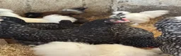 Chickens poultry for sale: Cuckoo maran banty pullers and cockerels for sale  - Advert 1