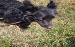 Mixed Breed dogs for adoption: Meet Dixie, currently residing in Wiltshire  - Advert 6