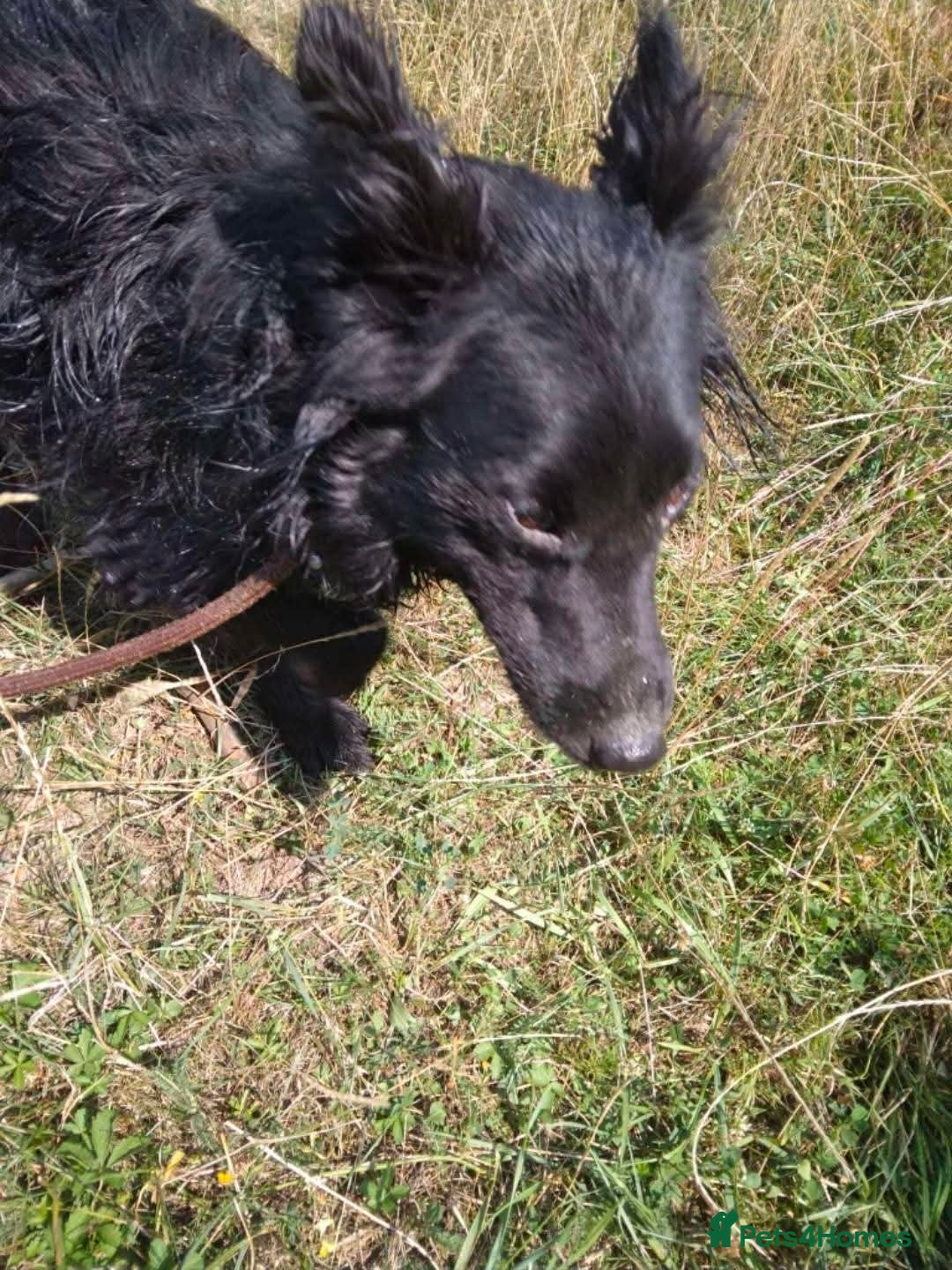 Mixed Breed dogs for adoption: Meet Dixie, currently residing in Wiltshire  - Advert 6