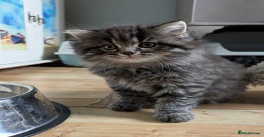 Mixed Breed cats - Advert 7