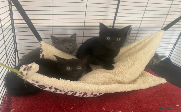Mixed Breed cats - Advert 1