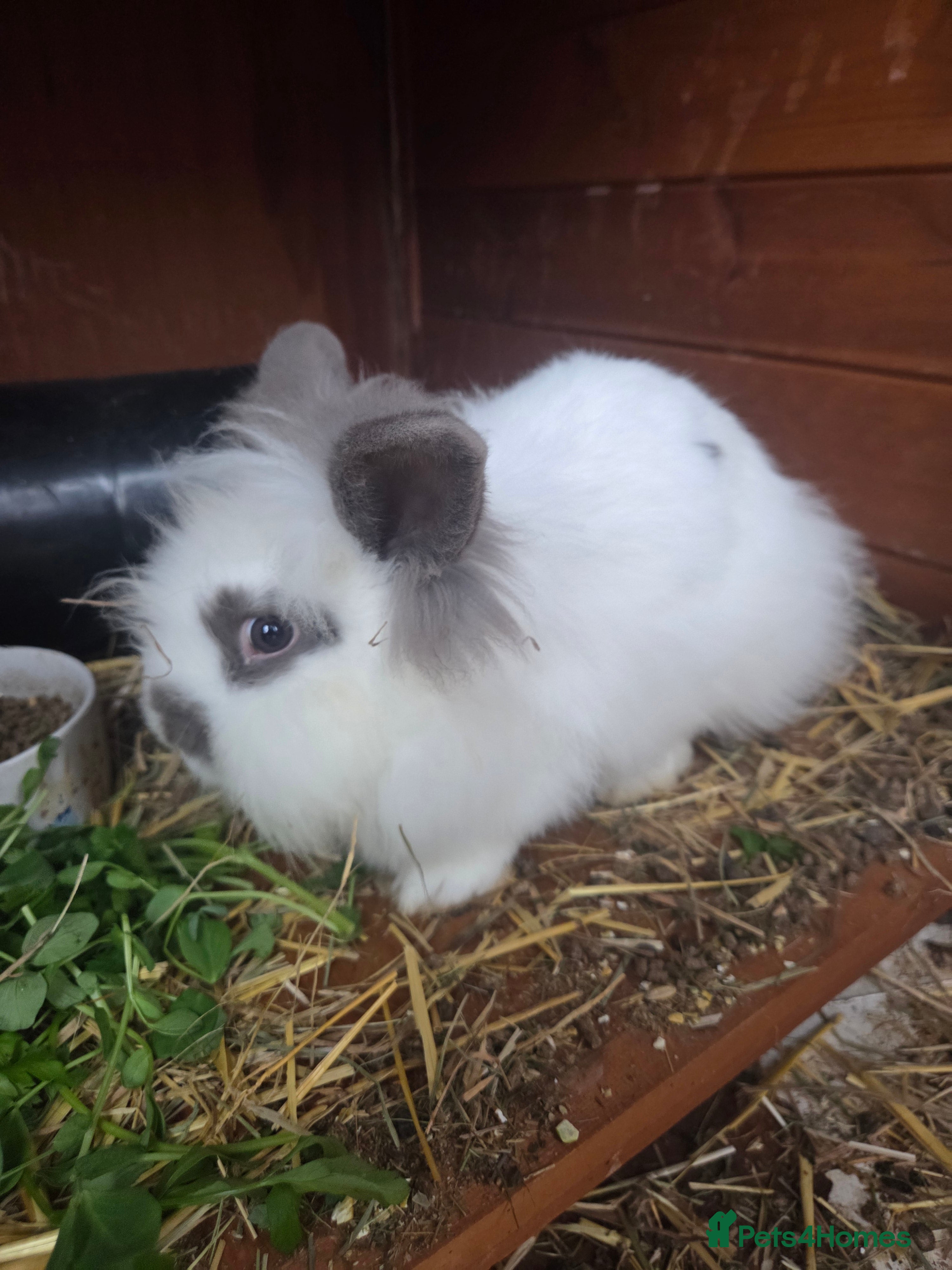 Mini Lion Lop rabbits Female & Male  mini lion  lop    - Advert 8