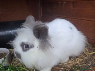 Mini Lion Lop rabbits Female & Male mini lion lop - Advert 8