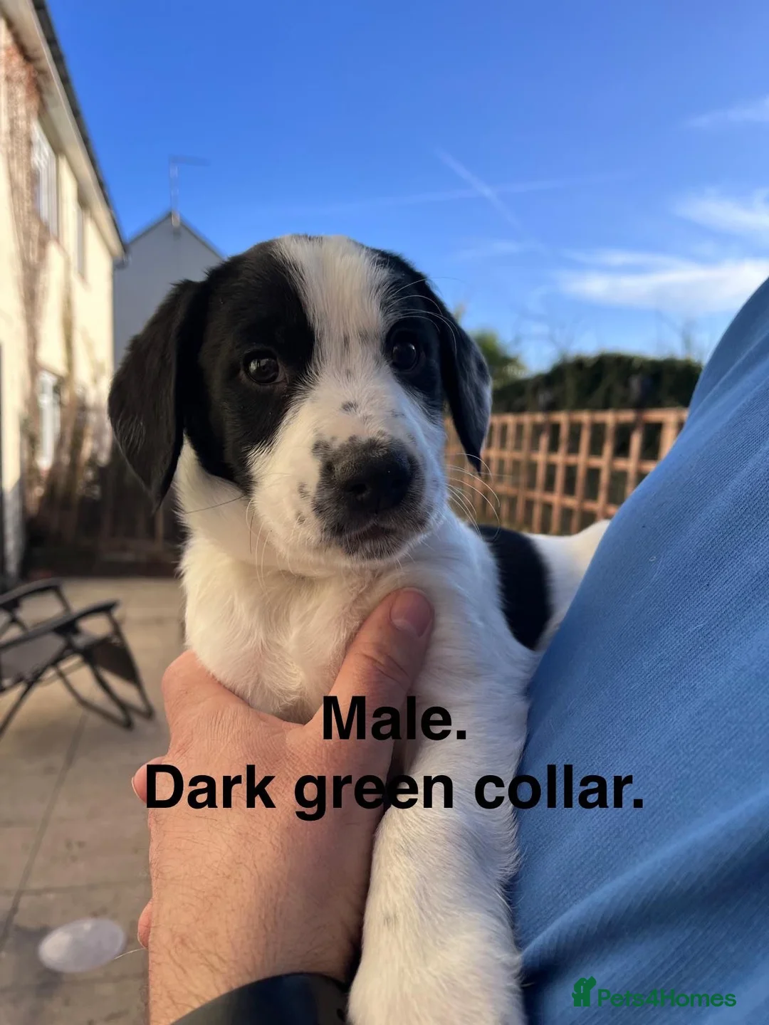 Swedish Lapphund dogs for sale: Ready to go!! Gorgeous puppies for sale  - Advert 2