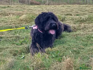 Bordoodle dogs St bernadoodle in Hartlepool - Advert 16