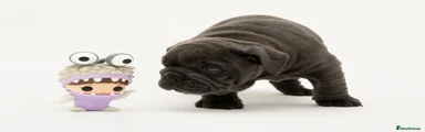 Snorabulls Boo