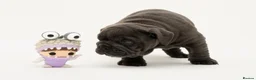 English Bulldog dogs for sale: Snorabulls Top Quality Girls - Advert 9