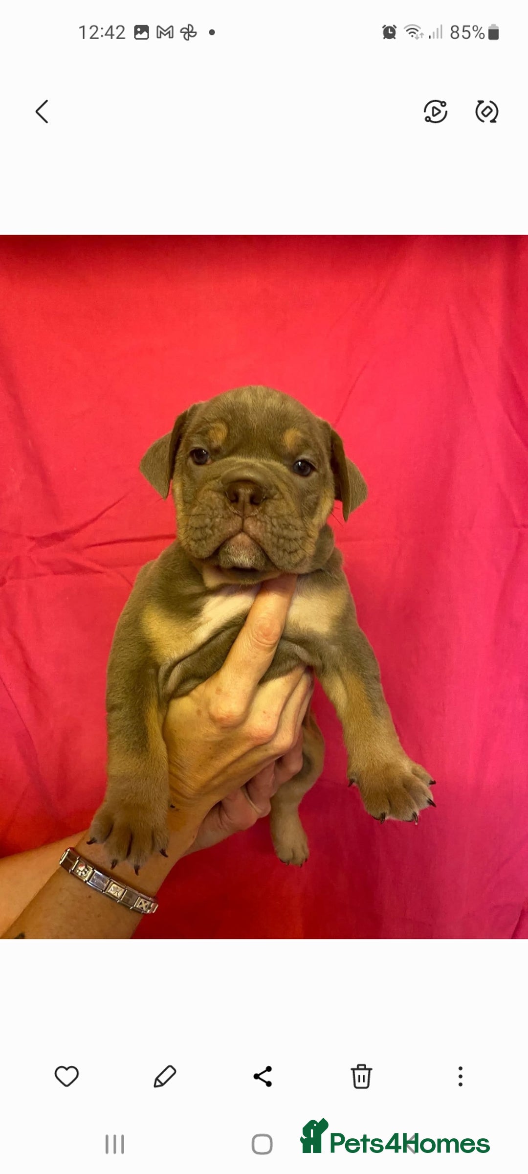 Mixed Breed dogs for sale: F1 olde English bulldog - Advert 10