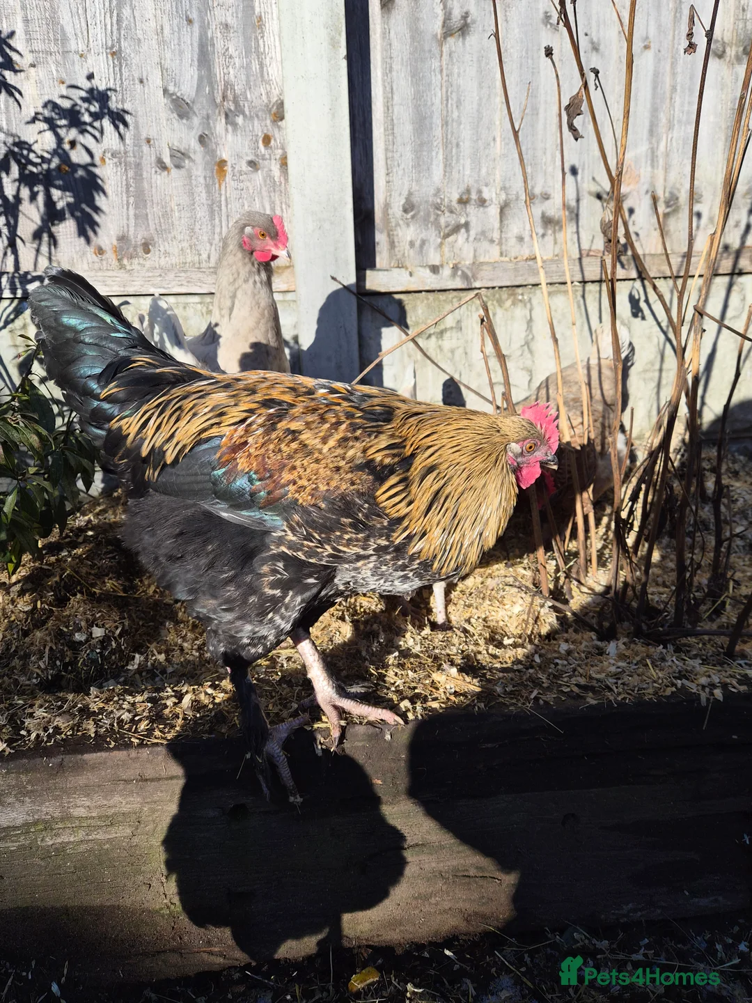 Chickens poultry for sale: Stunning , boy for a good home - Advert 4