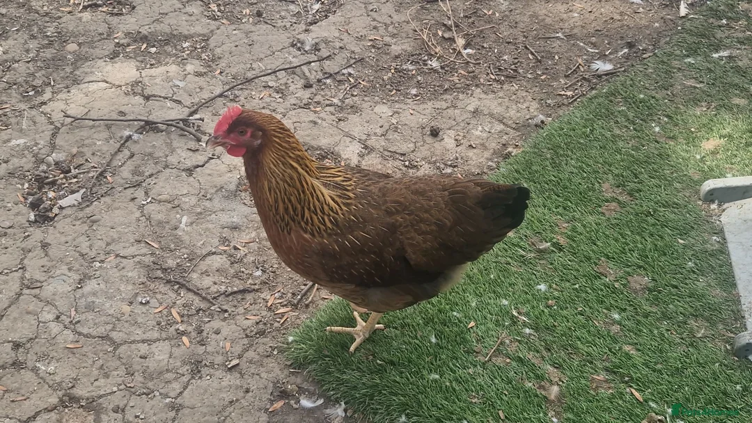 Ducks poultry for sale: Runner/Pekin Ducks/chickens - Advert 2