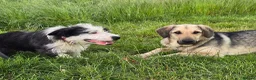 Mixed Breed dogs for adoption: SWEET OSCAR READY FOR HIS FOREVER FAMILY - Advert 6
