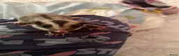 Sugar Glider rodents for sale: Mosaic male and grey female both het creamino - Advert 19