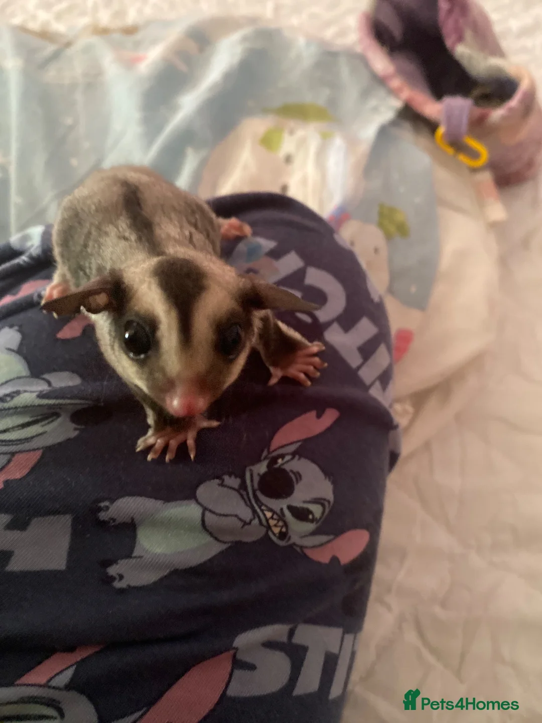 Sugar Glider rodents for sale: Mosaic male and grey female both het creamino - Advert 19
