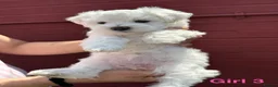 Bichon Frise dogs for sale:     🐶 6 Adorable Puppies Looking for a Home - Advert 25