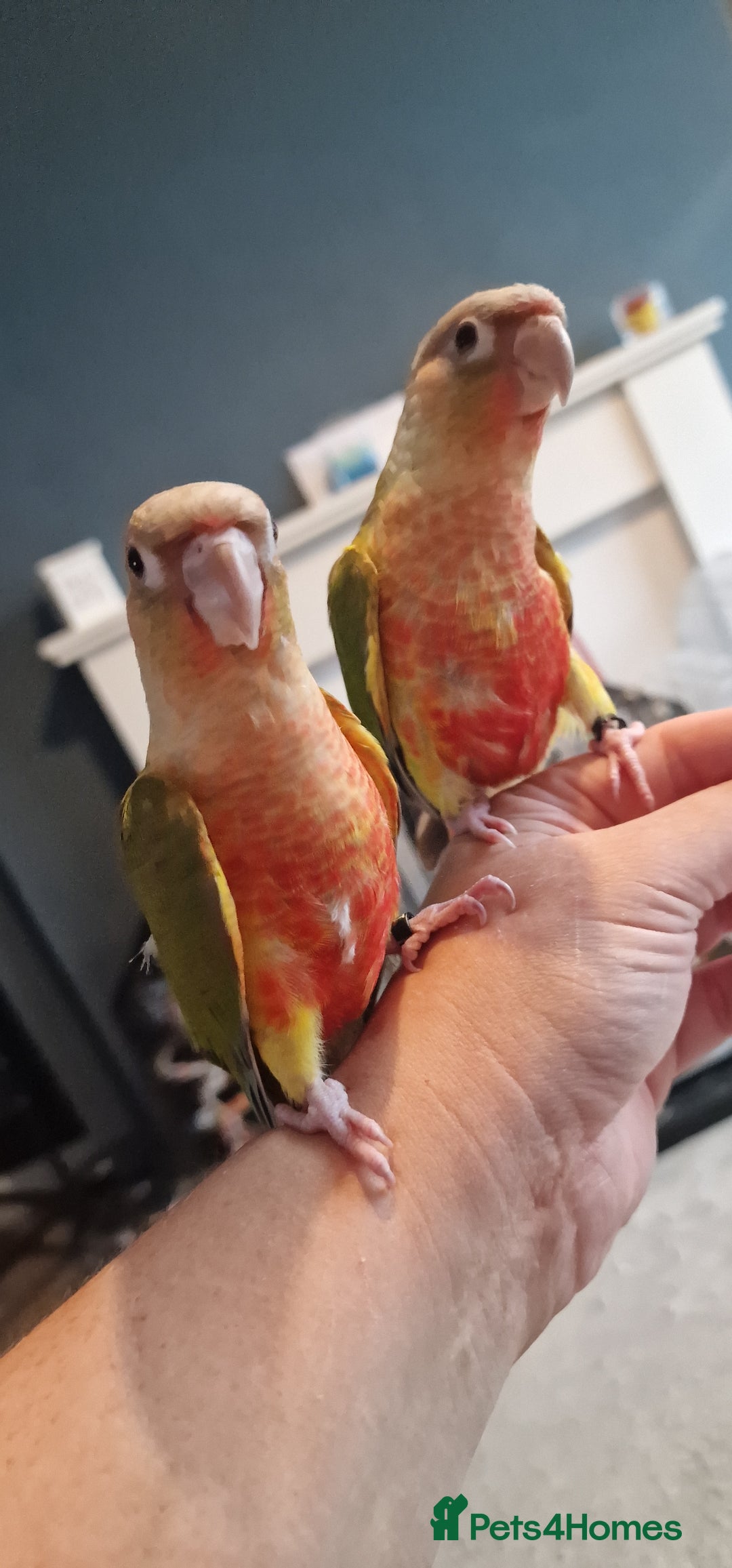 Conures birds for sale: Beautiful fully hand reared conure babys  - Image 6