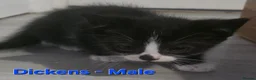 Mixed Breed cats for sale: 5 beautiful kittens looking for forever homes  - Advert 6