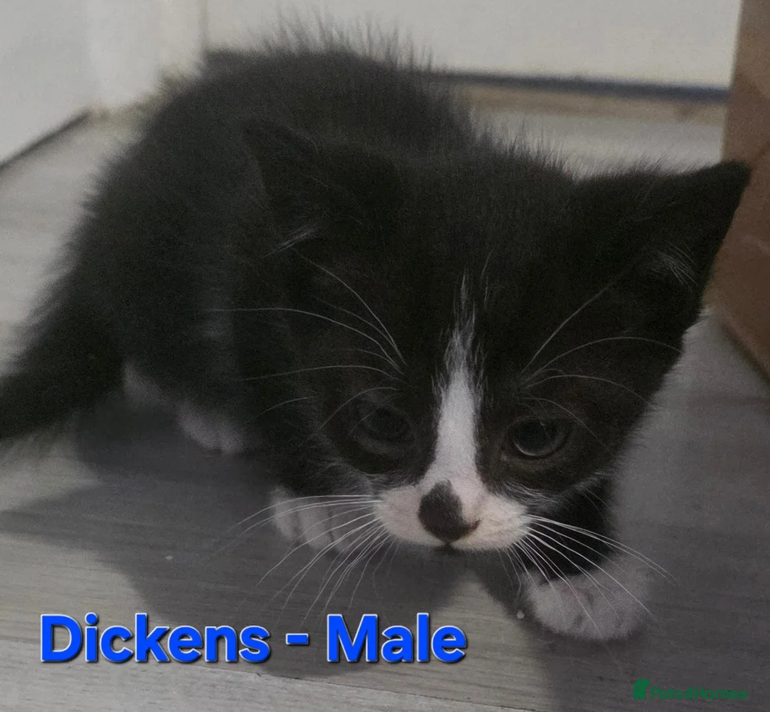 Mixed Breed cats for sale: 5 beautiful kittens looking for forever homes  - Advert 6