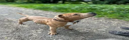 Staffordshire Bull Terrier dogs for stud: 🔥 Rare Fawn (Red) KC Staffy Stud: The Golden Boy  - Advert 4