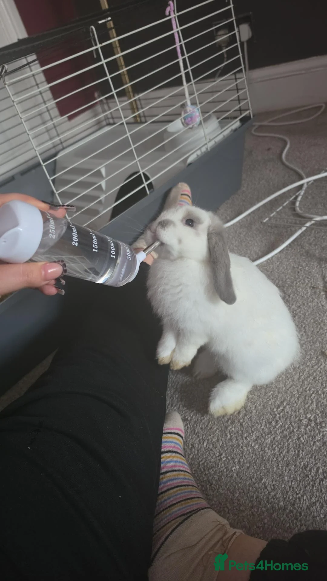 Mixed Breed rabbits for sale: Male rabbit  - Advert 1