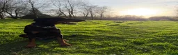 Dobermann dogs for sale: Judge - Advert 6
