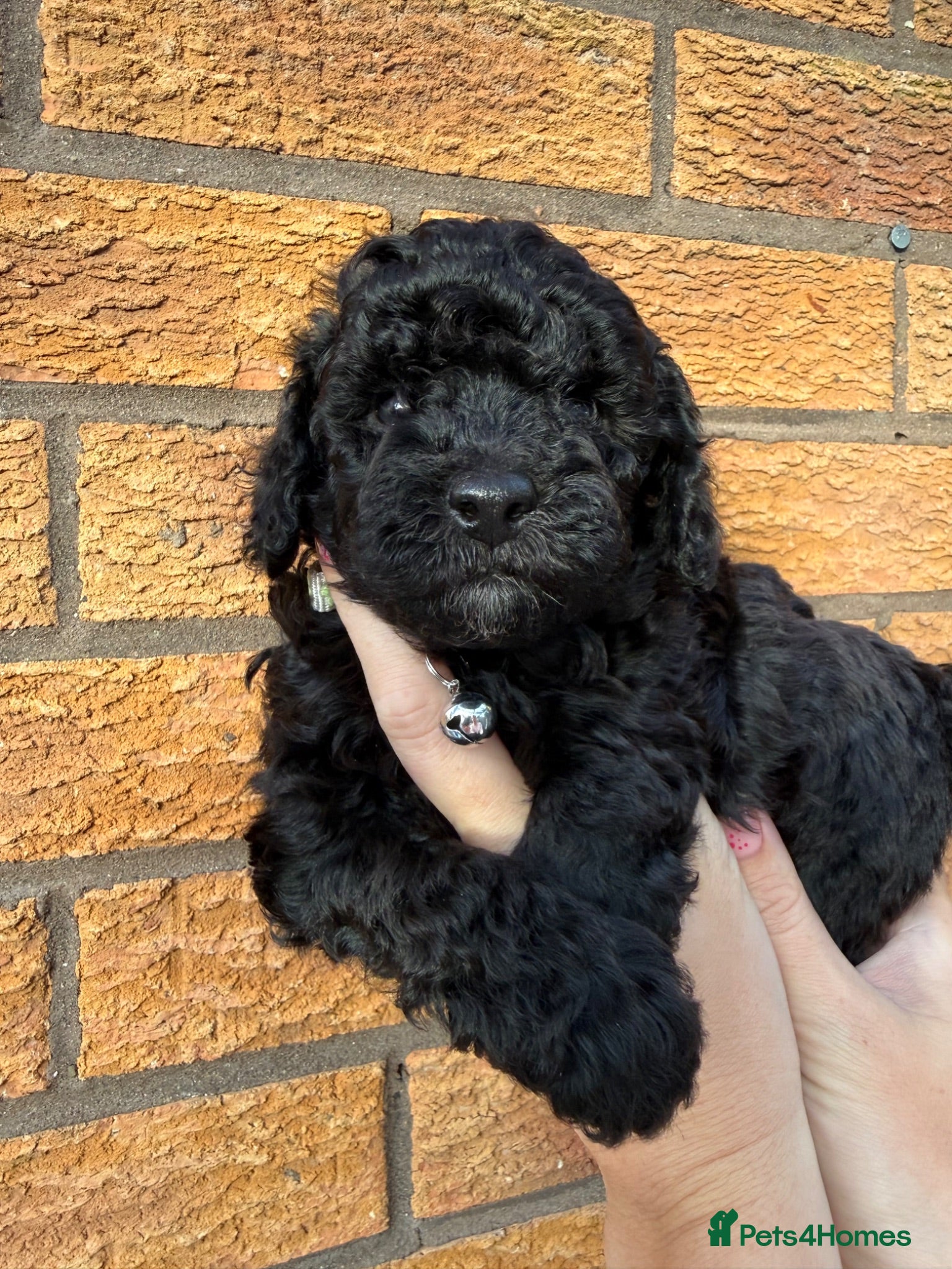 Cockapoo dogs Toy Cockapoo Puppies | DNA & Health Tested Parents - Advert 1