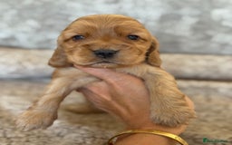 Cocker Spaniel dogs for sale: BEAUTIFUL KC REGISTERED SHOW TYPE HEALTH TESTED - Image 18