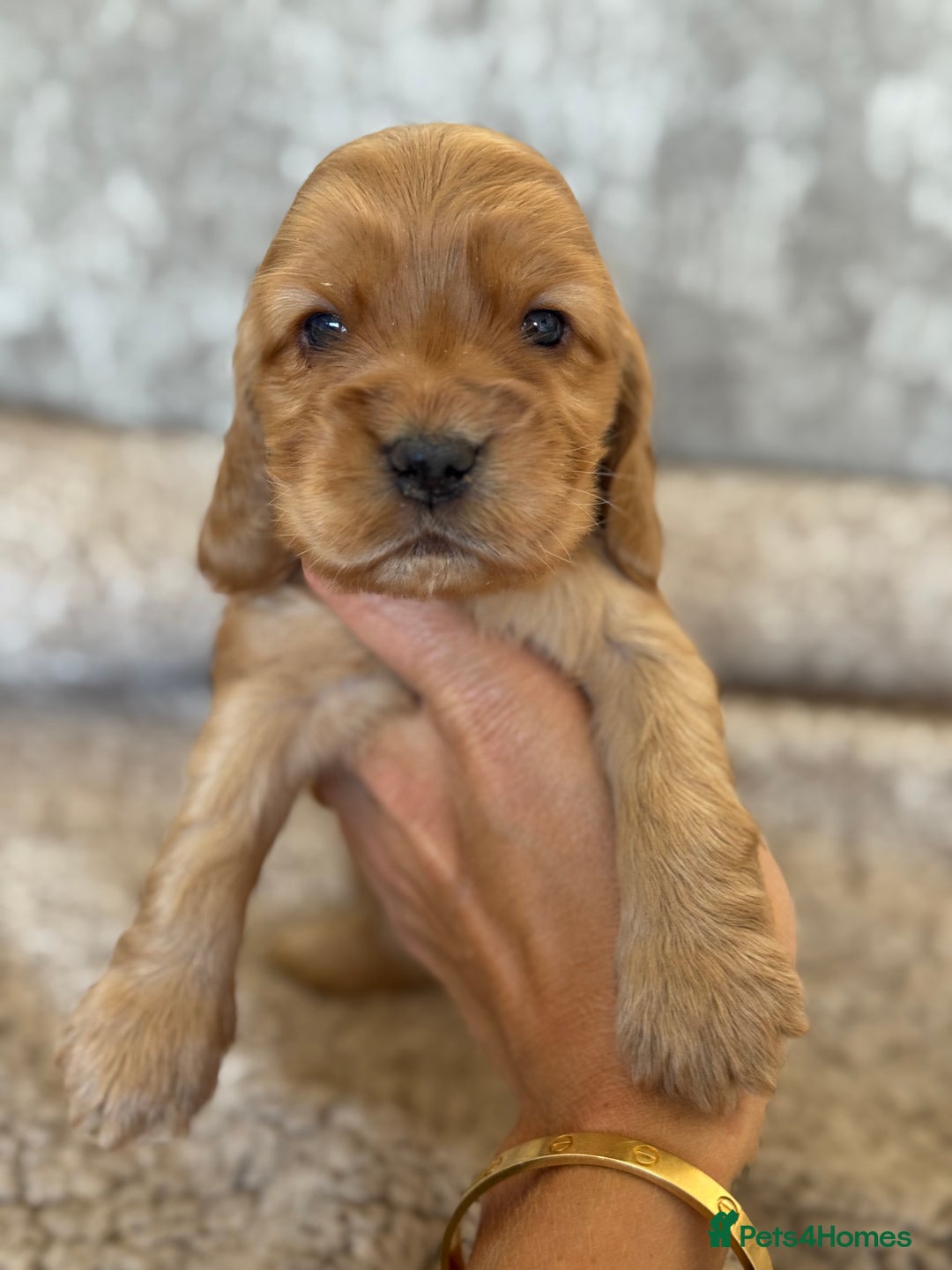 Cocker Spaniel dogs for sale: BEAUTIFUL KC REGISTERED SHOW TYPE HEALTH TESTED - Image 18