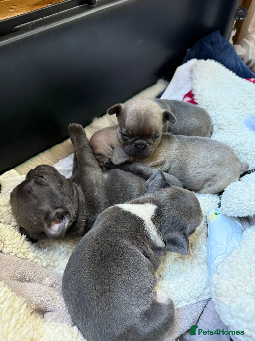 French Bulldog dogs for sale: Home Breed French Bulldog  - Advert 4