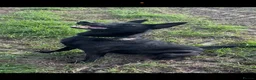 Belgian Shepherd Dog dogs for sale: Gorgeous puppies for sale! - Advert 5