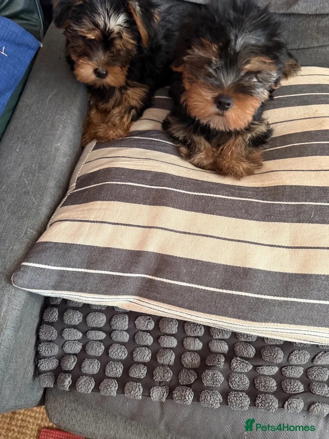 Yorkshire Terrier dogs for sale: Beautiful Yorkshire Terrier Puppies  - Advert 6