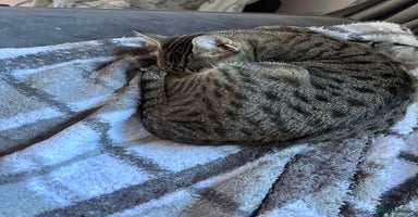 Mixed Breed cats - Advert 13