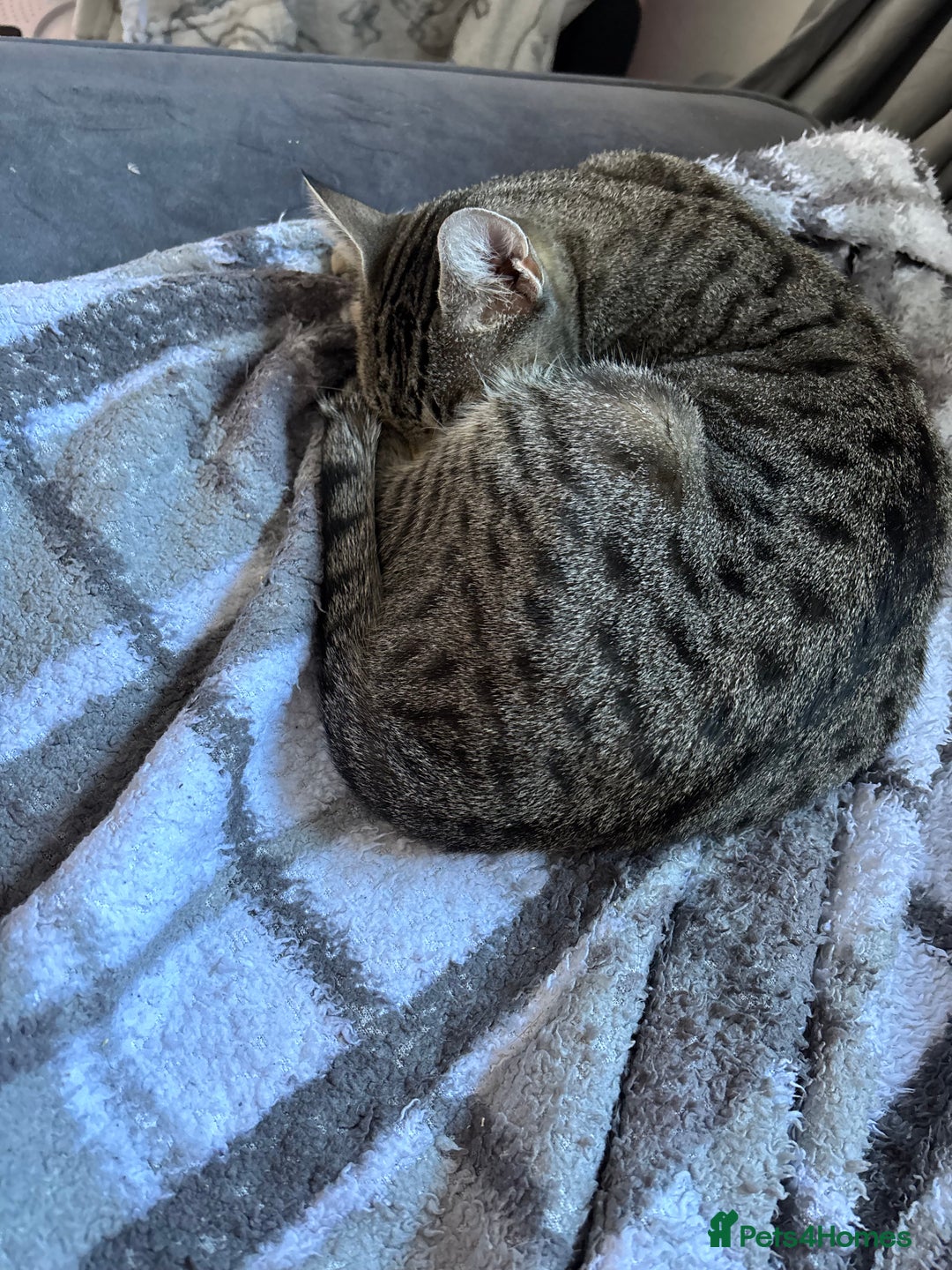 Mixed Breed cats for sale: 3 x tabby 3 x black kittens - Image 2