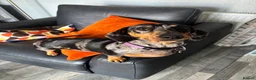 Dachshund dogs for sale: Silver dappled dachshund looking for a new home. in Burnham-on-Sea - Advert 1