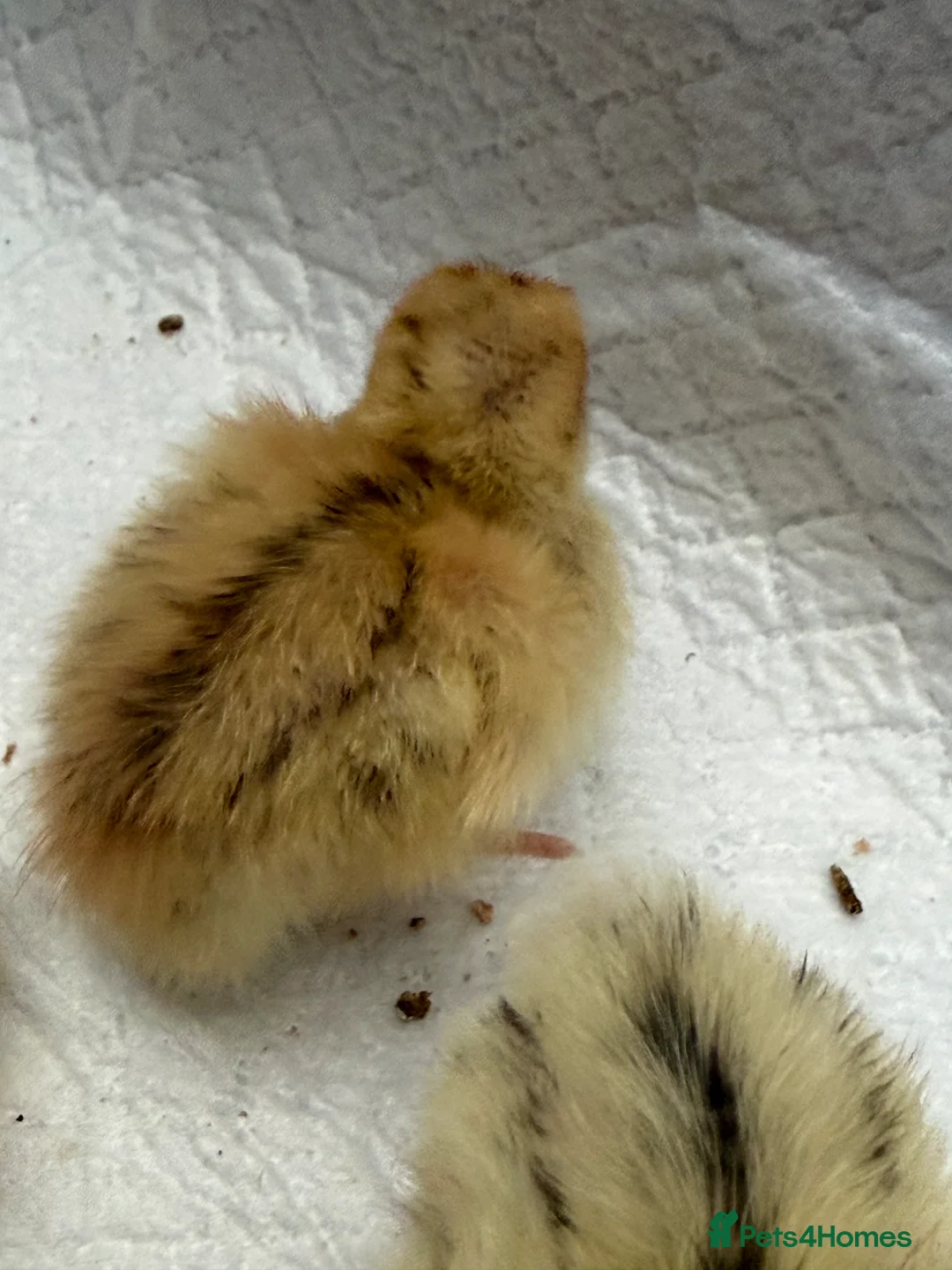 Quail poultry for sale: Coturnix Quail Chicks in Poulton-le-Fylde - Advert 6